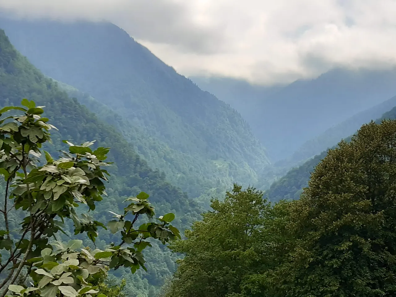 Papilat Köyü, Arhavi, Artvin