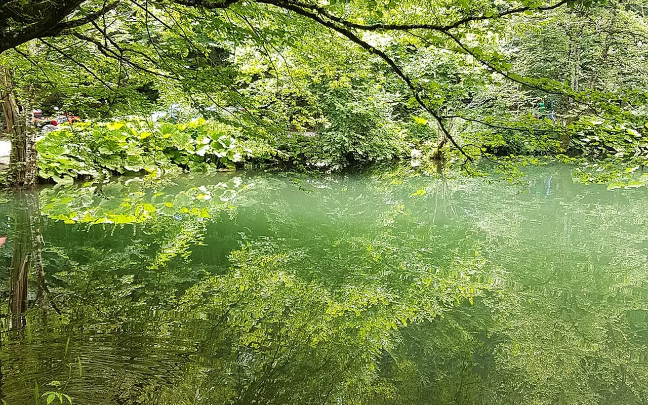 Yedigöller Milli Parkı ormanları, Bolu