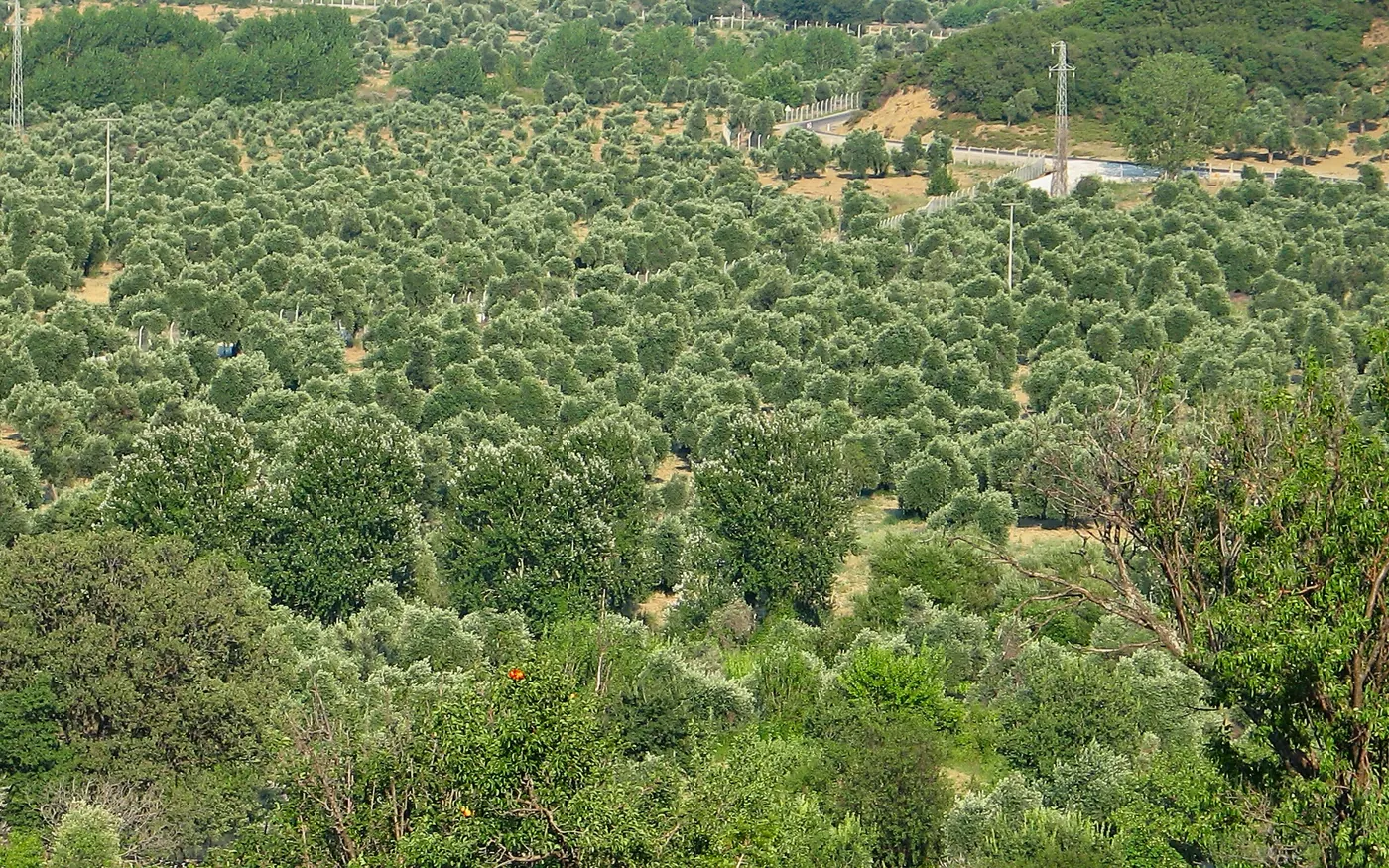 Gökçeada Zeytinli köyü zeytinlikleri