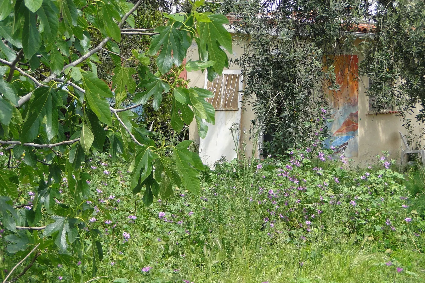Gökçeada Kaleköy bahçeleri