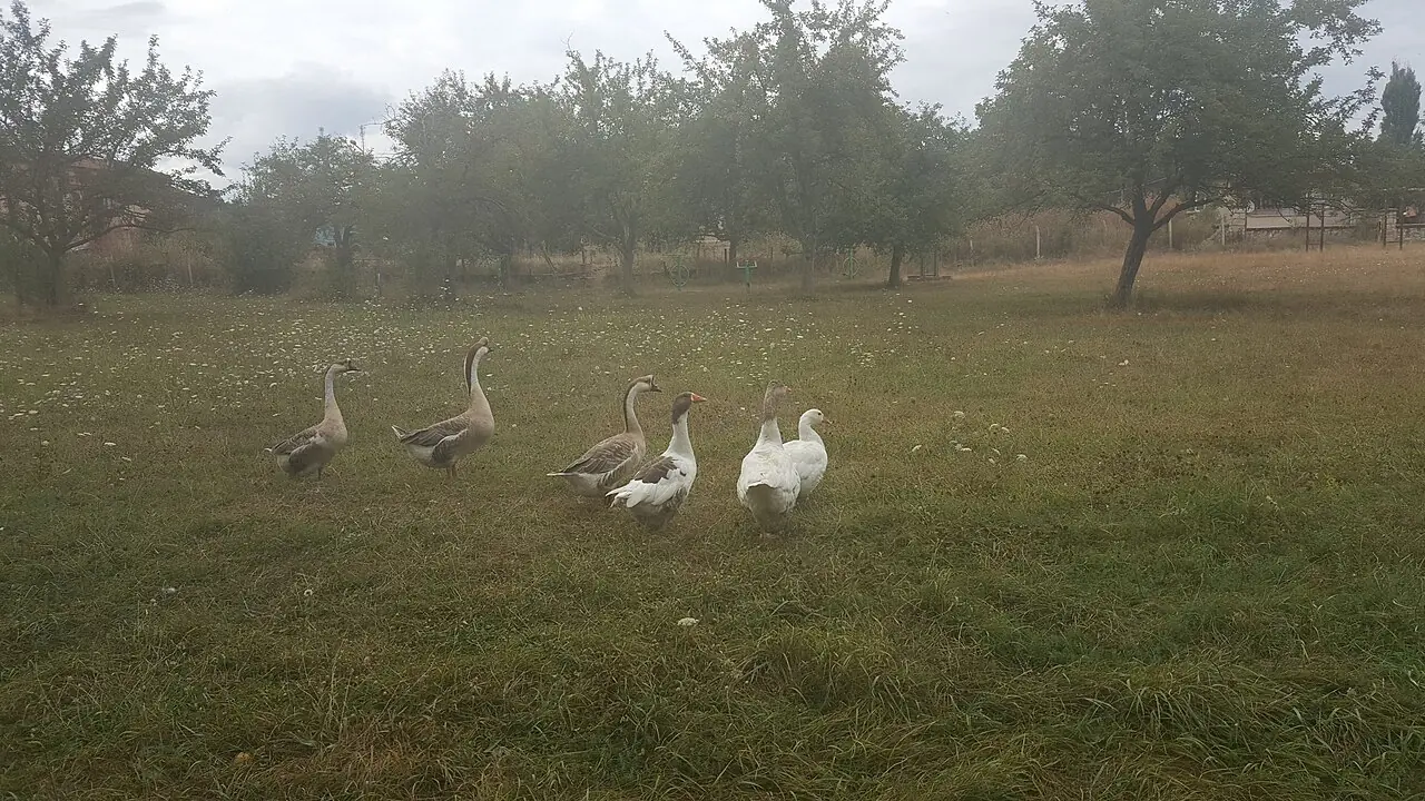 Daday ilçe merkezi, Kastamonu