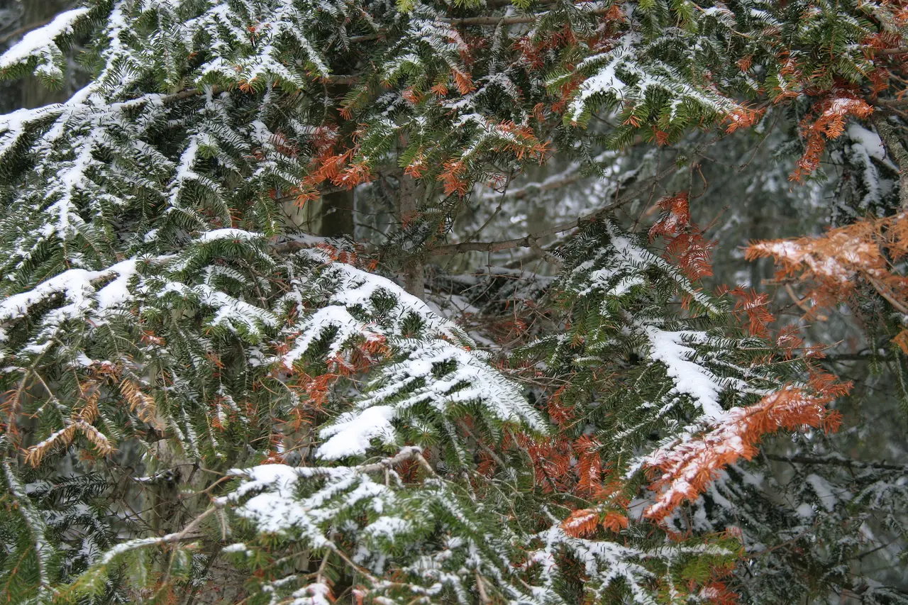 Ilgaz Dağı Milli Parkı, Kastamonu