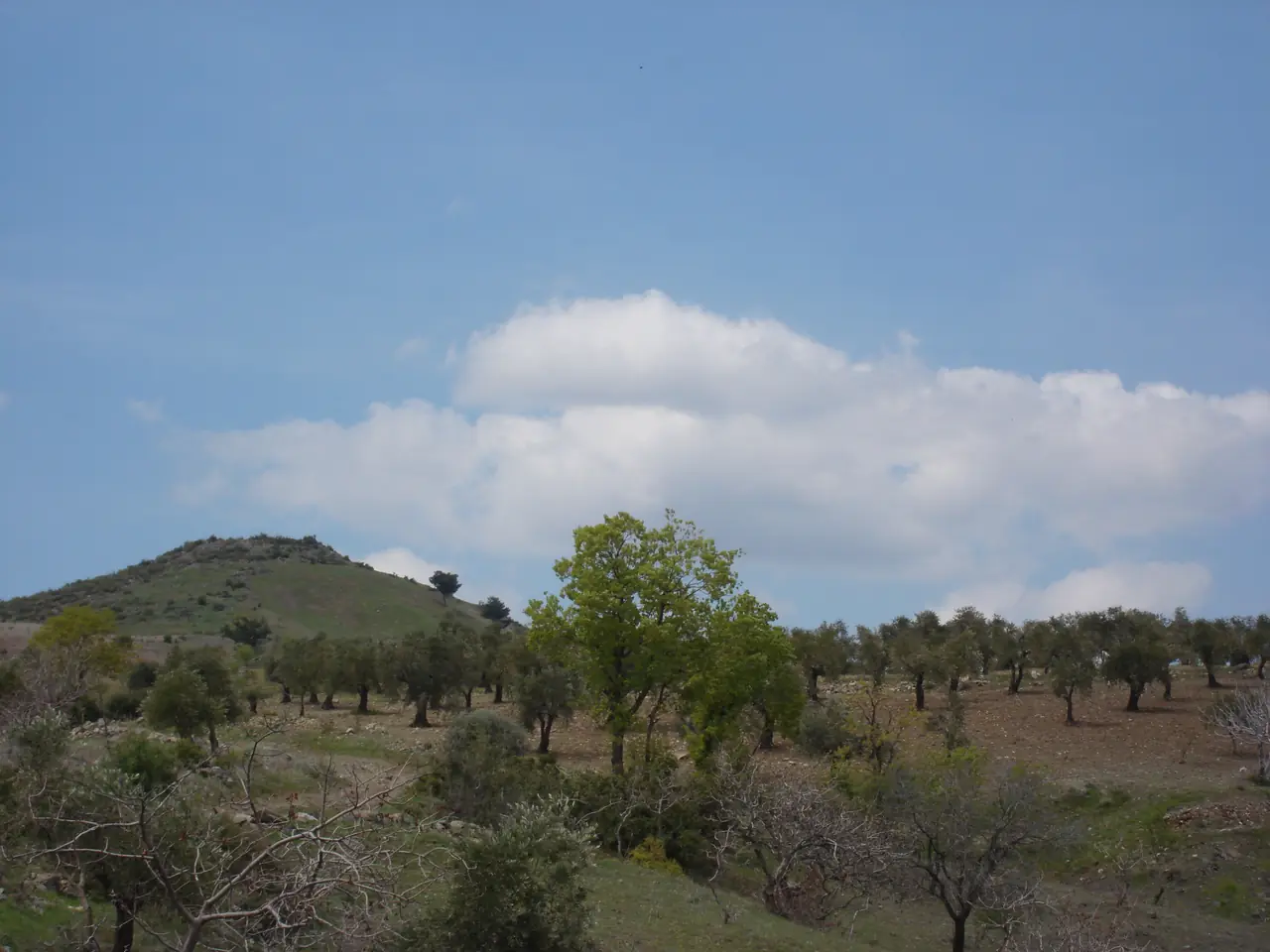 Karadut Köyü, Musabeyli, Kilis