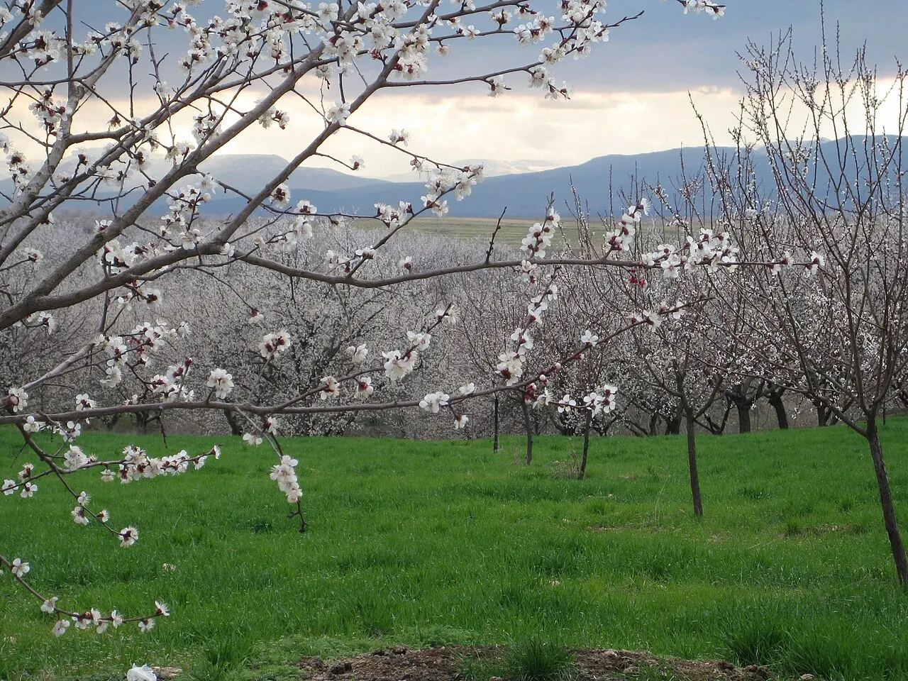 Malatya kayısı bahçeleri