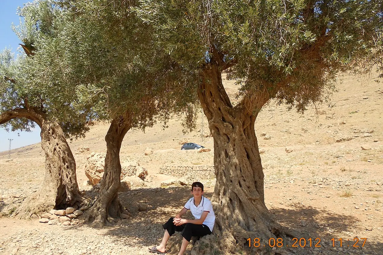 Derik zeytinlikleri, Mardin
