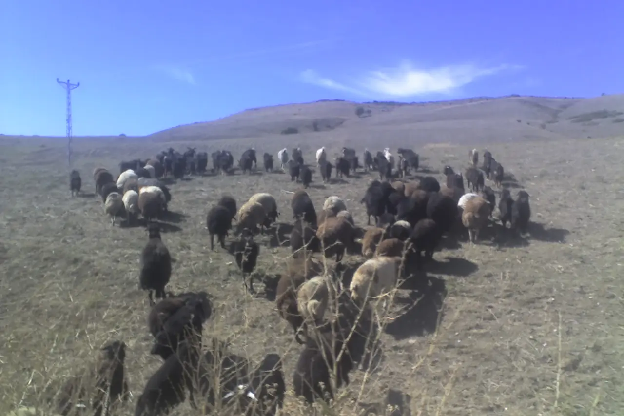 Çataklı, Bulanık, Muş