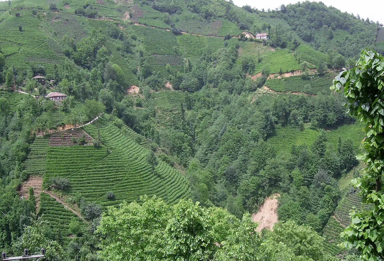 Çayeli Gezi Rehberi
