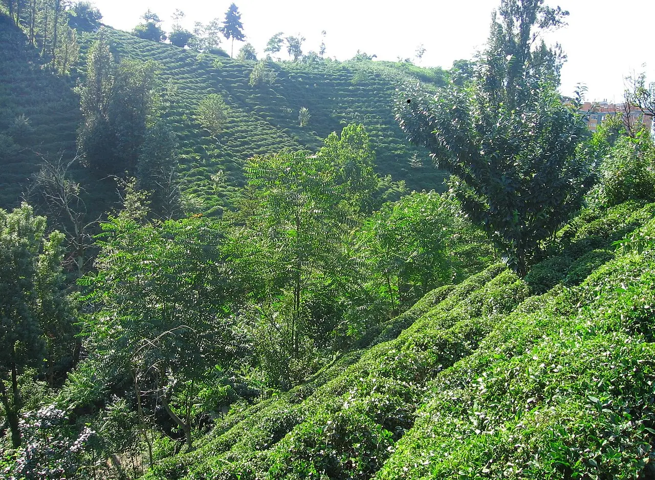 Rize çay bahçeleri, Rize