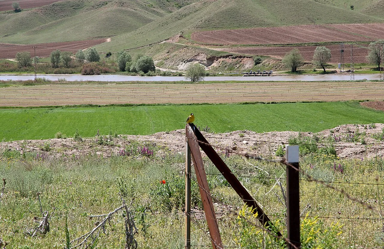 Kayalıpınar, Yıldızeli